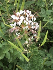 Polanisia dodecandra