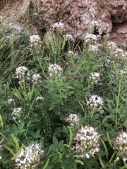 Polanisia dodecandra