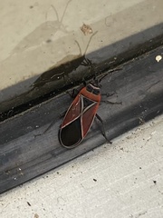 Neacoryphus bicrucis