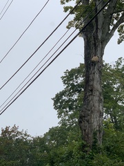 Climacodon septentrionalis