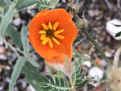 Kallstroemia grandiflora
