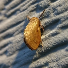 Heterogenea shurtleffi