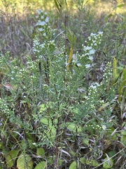 Symphyotrichum ericoides ericoides