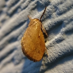 Heterogenea shurtleffi