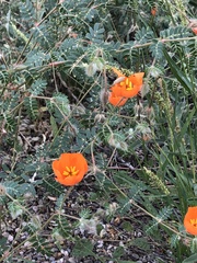 Kallstroemia grandiflora