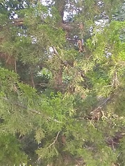 Cupressus lusitanica