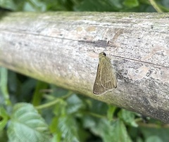 Borbo cinnara