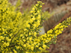 Acacia acinacea
