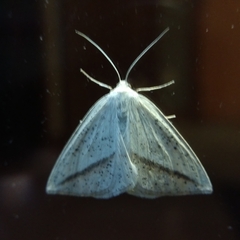 Lychnosea intermicata