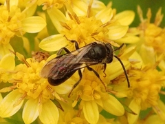 Halictidae