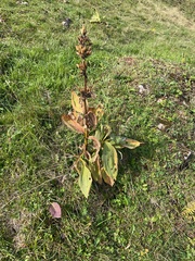 Gentiana lutea
