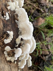 Gloeoporus dichrous