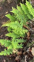 Polypodium