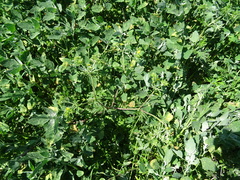Potentilla tobolensis