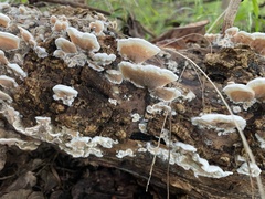 Gloeoporus dichrous