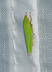 Draeculacephala robinsoni