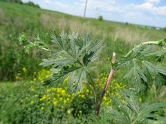 Potentilla tobolensis