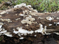 Gloeoporus dichrous