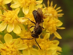 Halictidae