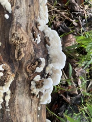 Gloeoporus dichrous