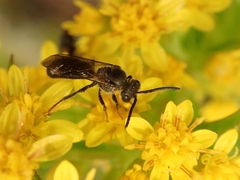 Halictidae