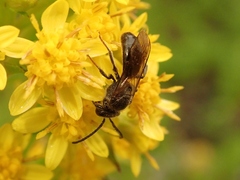 Halictidae