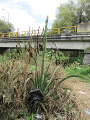 Agave desmettiana