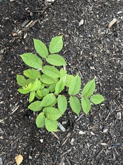 Prunus padus