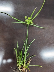 Cyperus croceus