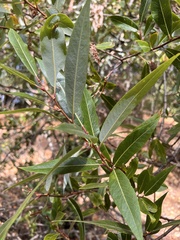Salix laevigata