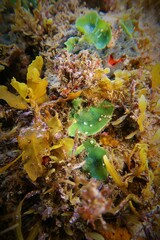 Dictyosphaeria sericea