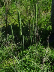 Phleum pratense pratense
