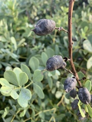 Baptisia