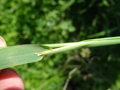 Phleum pratense pratense