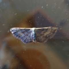 Idaea demissaria