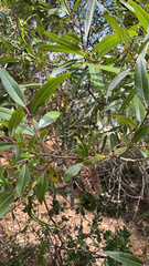 Salix laevigata