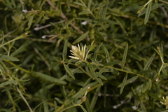 Ptilotus divaricatus