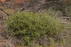 Ptilotus divaricatus