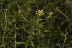 Ptilotus divaricatus