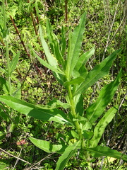 Cirsium arvense integrifolium