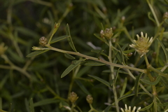 Ptilotus divaricatus