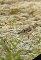 Calidris subruficollis