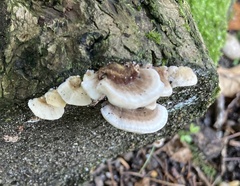 Trametes