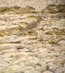 Calidris subruficollis