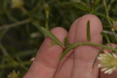 Ptilotus divaricatus