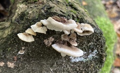 Trametes