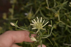 Ptilotus divaricatus