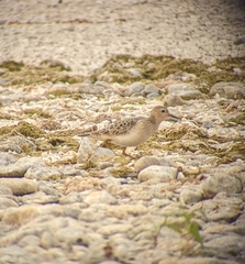 Calidris subruficollis
