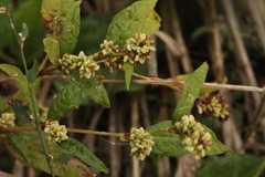 Persicaria tomentosa
