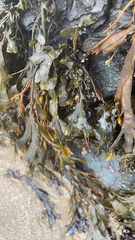 Fucus vesiculosus